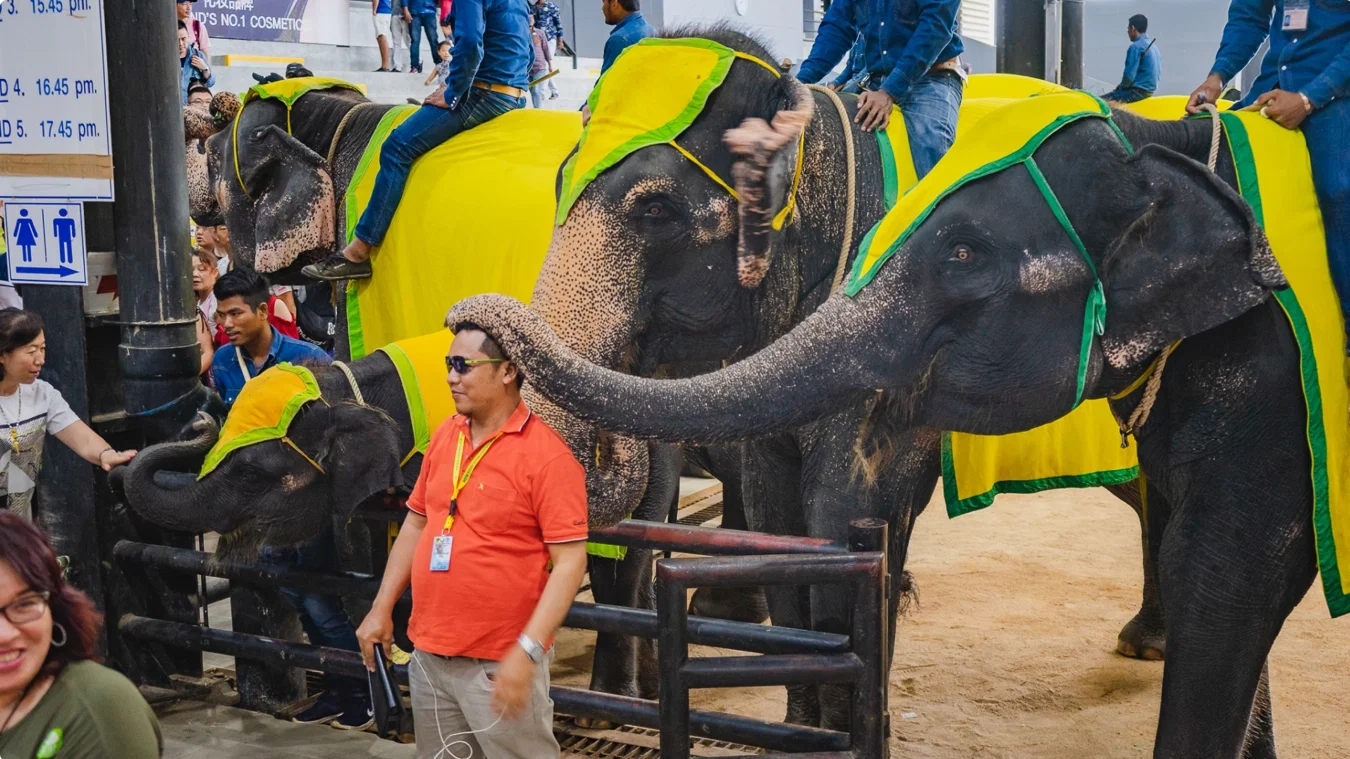 Nong Nooch